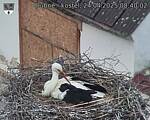 Capi_Dubne_20250424_084002.jpg
