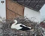 Capi_Dubne_20250424_085003.jpg