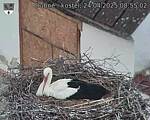 Capi_Dubne_20250424_085502.jpg
