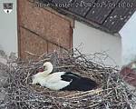 Capi_Dubne_20250424_091002.jpg