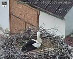 Capi_Dubne_20250424_092004.jpg