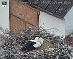 Capi_Dubne_20250424_093504.jpg