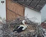 Capi_Dubne_20250424_094504.jpg
