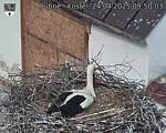 Capi_Dubne_20250424_095003.jpg