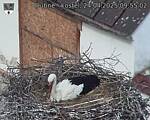 Capi_Dubne_20250424_095502.jpg