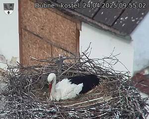 Capi_Dubne_20250424_095502.jpg (1350 x 1080)