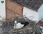 Capi_Dubne_20250424_100504.jpg