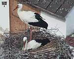 Capi_Dubne_20250424_103002.jpg