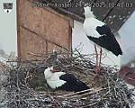 Capi_Dubne_20250424_104003.jpg