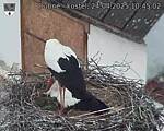 Capi_Dubne_20250424_104502.jpg