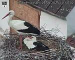 Capi_Dubne_20250424_105002.jpg