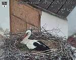 Capi_Dubne_20250424_105503.jpg
