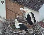 Capi_Dubne_20250424_111003.jpg