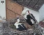 Capi_Dubne_20250424_113503.jpg