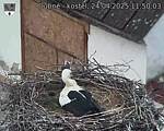 Capi_Dubne_20250424_115003.jpg