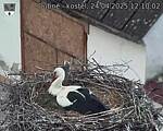Capi_Dubne_20250424_121002.jpg