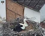 Capi_Dubne_20250424_123502.jpg