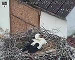 Capi_Dubne_20250424_124004.jpg