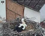 Capi_Dubne_20250424_125002.jpg