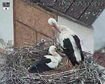 Capi_Dubne_20250424_130002.jpg