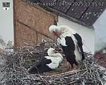 Capi_Dubne_20250424_130502.jpg