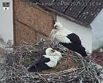 Capi_Dubne_20250424_131004.jpg