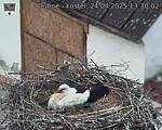 Capi_Dubne_20250424_133002.jpg