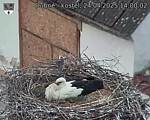 Capi_Dubne_20250424_140002.jpg