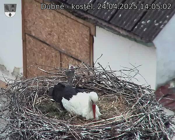 Capi_Dubne_20250424_140502.jpg (1350 x 1080)