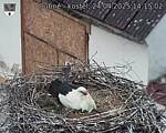 Capi_Dubne_20250424_141502.jpg