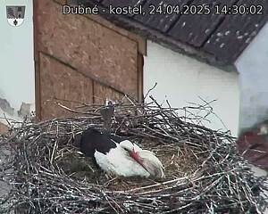 Capi_Dubne_20250424_143002.jpg (1350 x 1080)