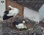 Capi_Dubne_20250424_143504.jpg