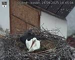 Capi_Dubne_20250424_144504.jpg