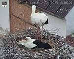 Capi_Dubne_20250424_150502.jpg