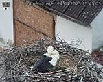 Capi_Dubne_20250424_154503.jpg