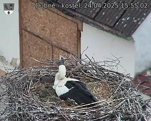 Capi_Dubne_20250424_155502.jpg (1350 x 1080)