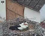 Capi_Dubne_20250424_165002.jpg
