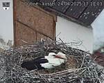 Capi_Dubne_20250424_171003.jpg