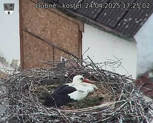 Capi_Dubne_20250424_172502.jpg (1350 x 1080)