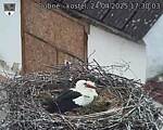 Capi_Dubne_20250424_173003.jpg