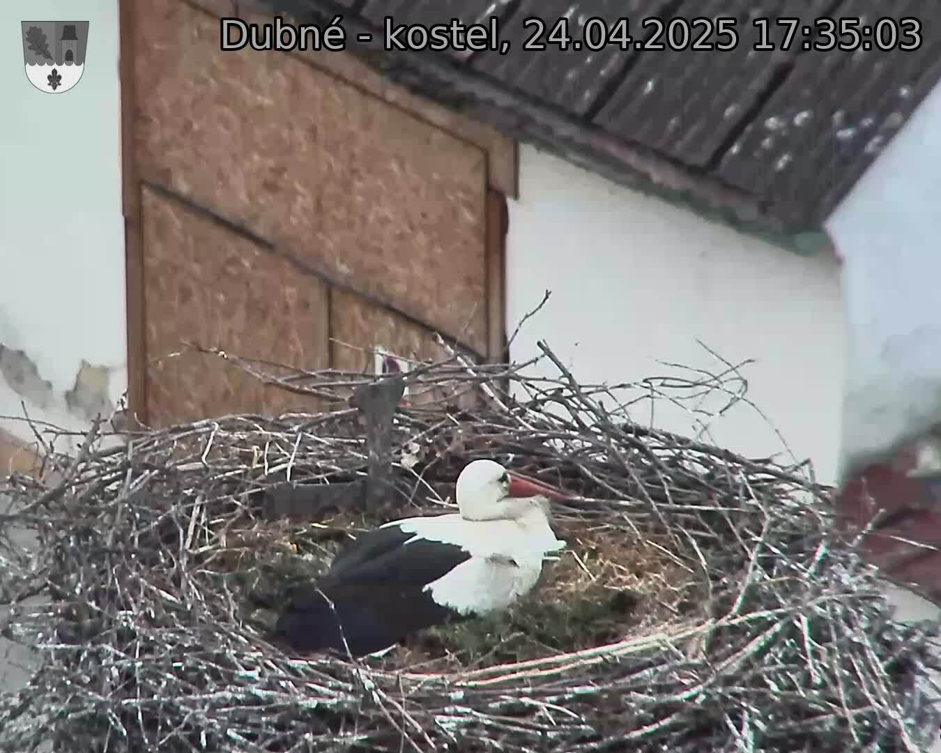 Capi_Dubne_20250424_173503.jpg (1350 x 1080)