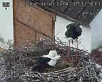Capi_Dubne_20250424_175003.jpg