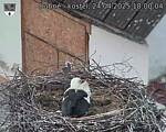 Capi_Dubne_20250424_180004.jpg
