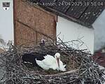 Capi_Dubne_20250424_185004.jpg