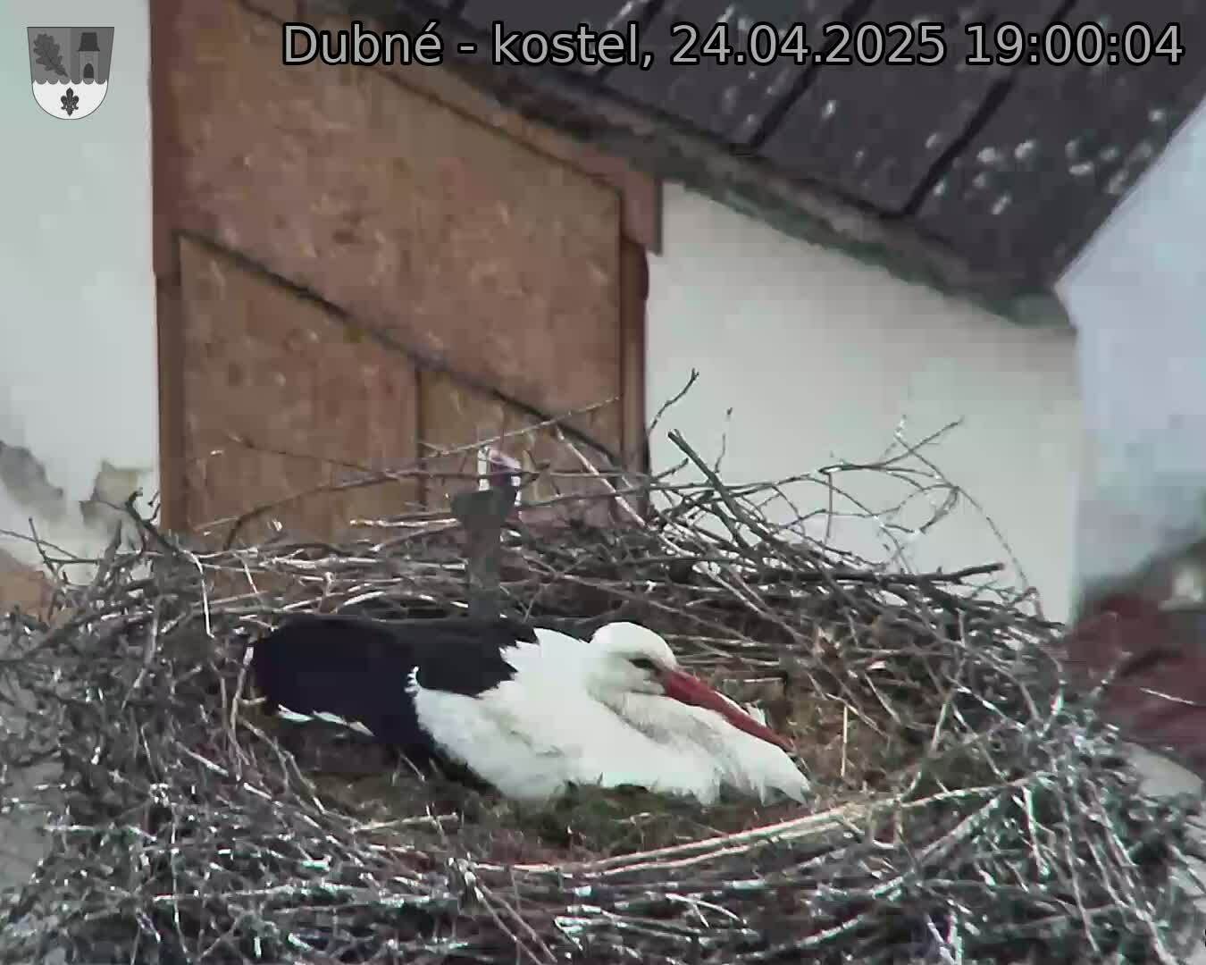 Capi_Dubne_20250424_190004.jpg (1350 x 1080)