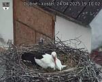 Capi_Dubne_20250424_191002.jpg