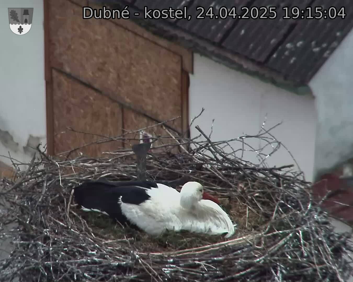 Capi_Dubne_20250424_191504.jpg (1350 x 1080)
