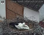 Capi_Dubne_20250424_191504.jpg