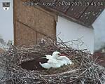 Capi_Dubne_20250424_194504.jpg