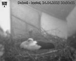 Capi_Dubne_20250424_203002.jpg